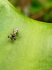 Teleopsis quadriguttata