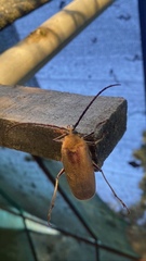 Acanthinodera cumingii