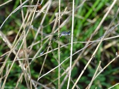 Lestes australis