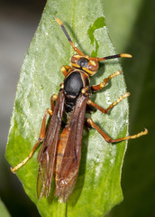 Polistes buyssoni