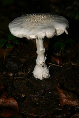 Amanita rhopalopus