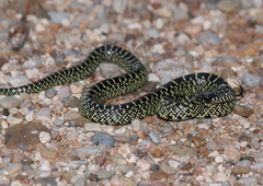 Lampropeltis splendida