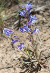 Penstemon cyananthus