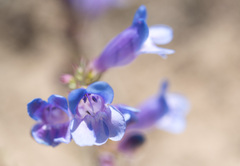 Penstemon cyananthus