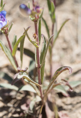 Penstemon cyananthus