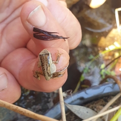 Litoria ewingii