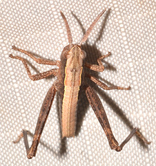 Chloealtis conspersa