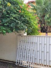 Eupsittula pertinax xanthogenia