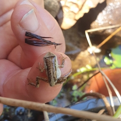 Litoria ewingii