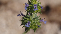 Salvia columbariae