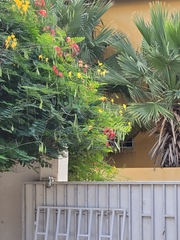 Eupsittula pertinax xanthogenia