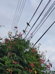 Eupsittula pertinax xanthogenia