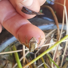 Litoria ewingii