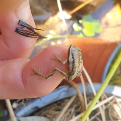 Litoria ewingii