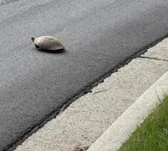 Trachemys scripta scripta