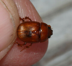 Odonteus