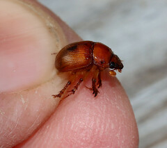 Odonteus