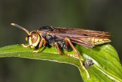 Polistes buyssoni
