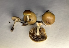 Psilocybe allenii