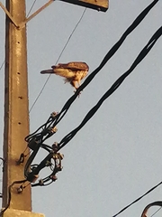 Parabuteo unicinctus
