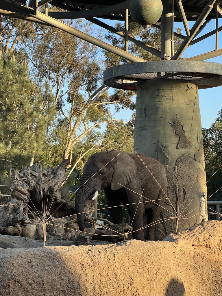 Savannah Elephant in November 2022 by oliviadelamadrid · iNaturalist