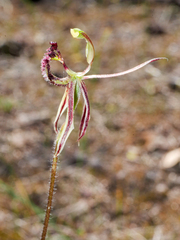 Caladenia barbarossa