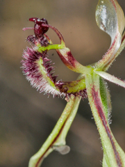 Caladenia barbarossa