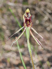 Caladenia barbarossa