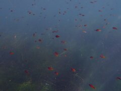 Chromis punctipinnis