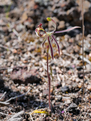Caladenia barbarossa