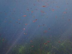 Chromis punctipinnis