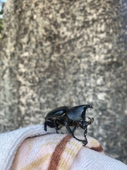 Xylotrupes australicus