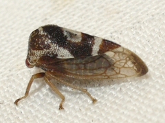 Cyrtolobus