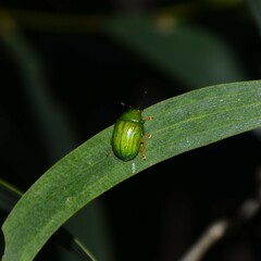 Calomela pallida