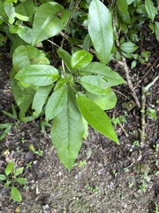 Croton glabellus