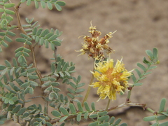 Prosopis strombulifera