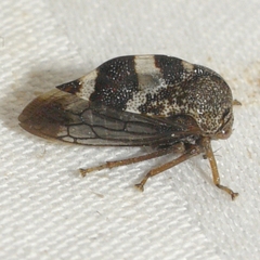Cyrtolobus tuberosus