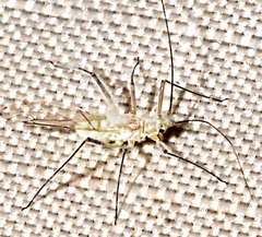 Calaphidina
