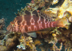 Cirrhitichthys aprinus