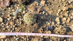Coryphantha salinensis