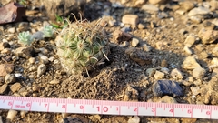 Coryphantha salinensis