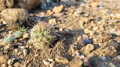Coryphantha salinensis
