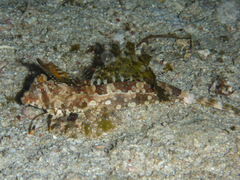 Dactylopus dactylopus