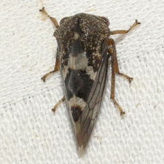 Cyrtolobus tuberosus