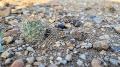 Coryphantha salinensis