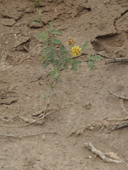 Prosopis strombulifera