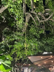 Magnoliopsida