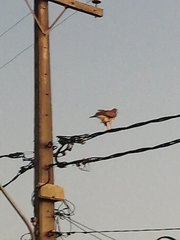Parabuteo unicinctus