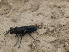 Stangeella cyaniventris