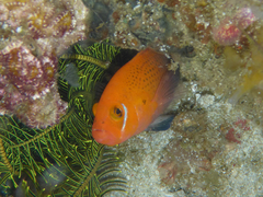 Pseudochromis steenei